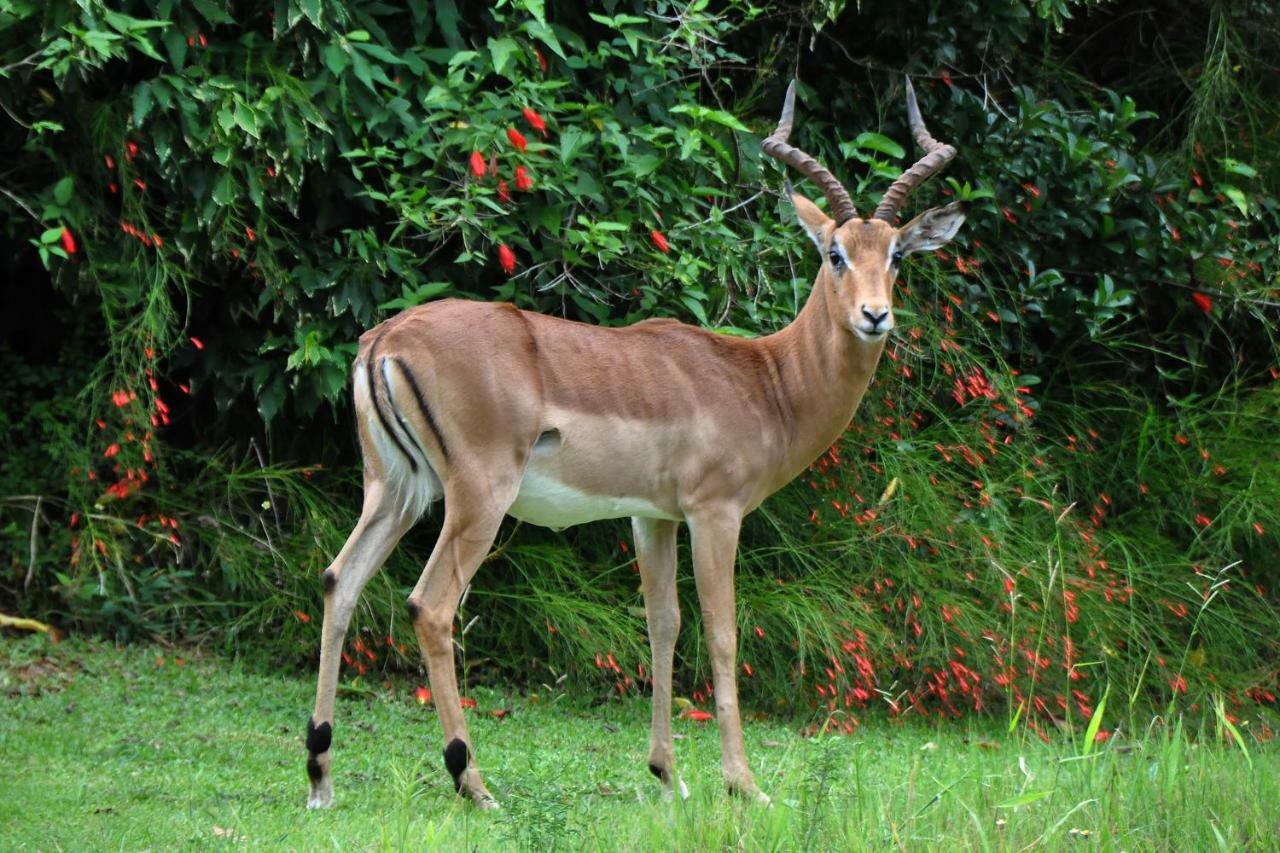 Kruger Park Lodge Unit No. 524 Hazyview Luaran gambar